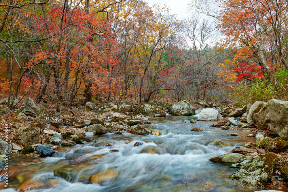 Autumn maple leaves and stream landscape.