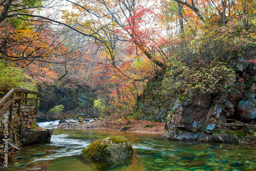 Autumn maple leaves and stream landscape.
