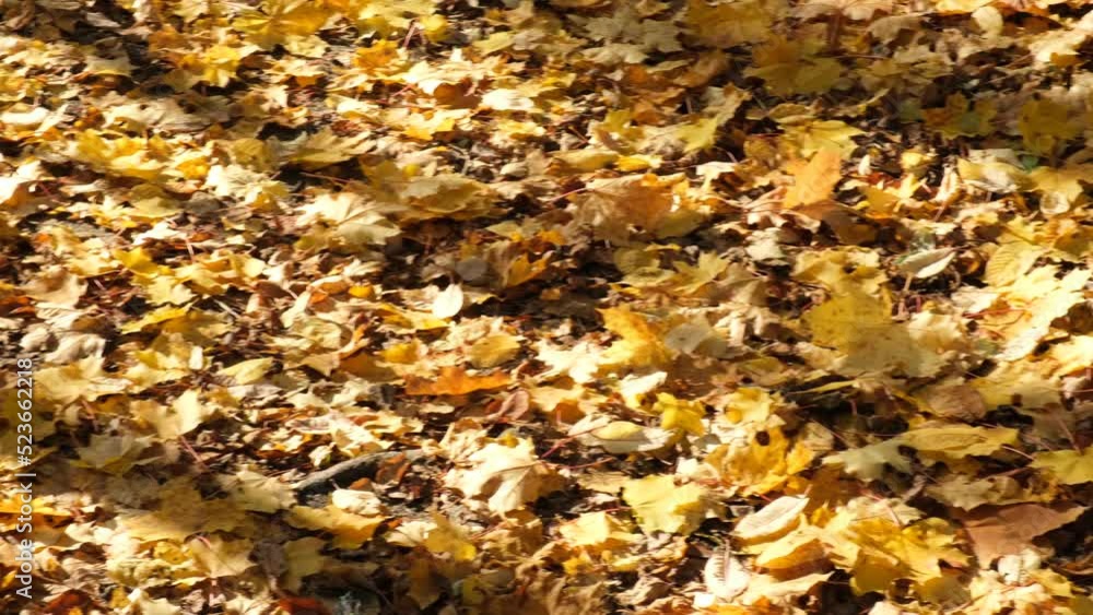 falling autumn maple leaves on the ground sunlight and shadows falling autumn maple leaves on the ground sunlight and shadows