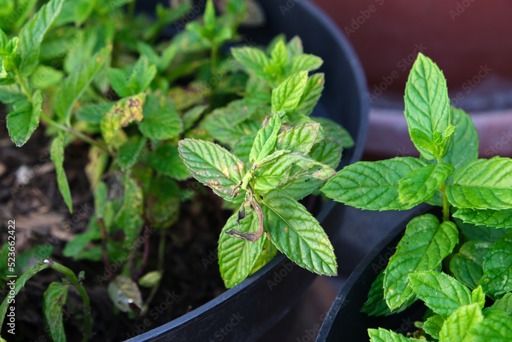 Diseases in the plant. Fungal, Aphids, mildew plant, mold. Diseases