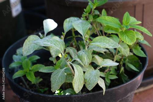 Diseases in the plant. Fungal, Aphids, mildew plant, mold. Diseases herbs in the garden. Vietnamese Balm, Perilla, shiso.