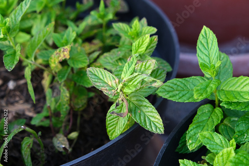 Diseases in the plant. Fungal, Aphids, mildew plant, mold. Diseases herbs in the garden. Vietnamese Balm, Perilla, shiso. photo