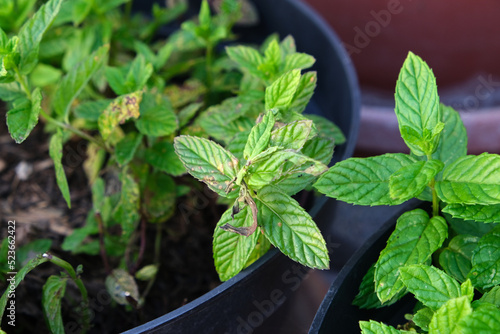Diseases in the plant. Fungal, Aphids, mildew plant, mold. Diseases herbs in the garden. Vietnamese Balm, Perilla, shiso.