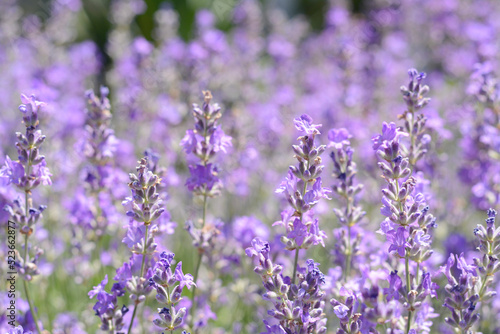 Beautiful blooming lavender in field  closeup view
