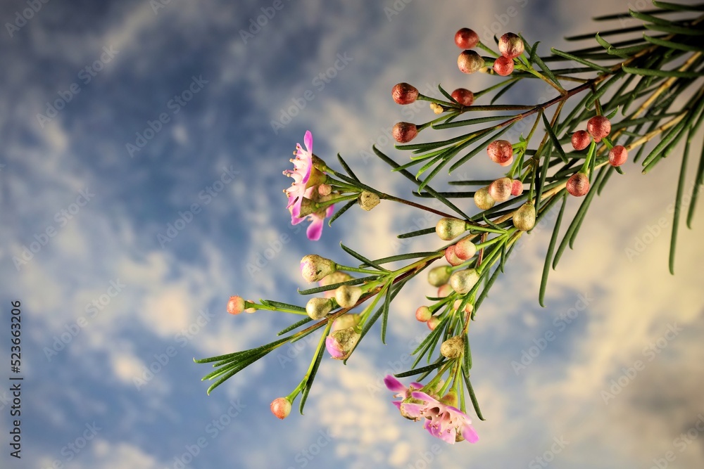 Geraldton Wax (Chamaelaucium uncinatum) against blue sky Geraldton Wax (Chamaelaucium uncinatum) against blue sky