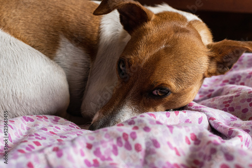 dog sleeping on a pillow jack rosell  photo