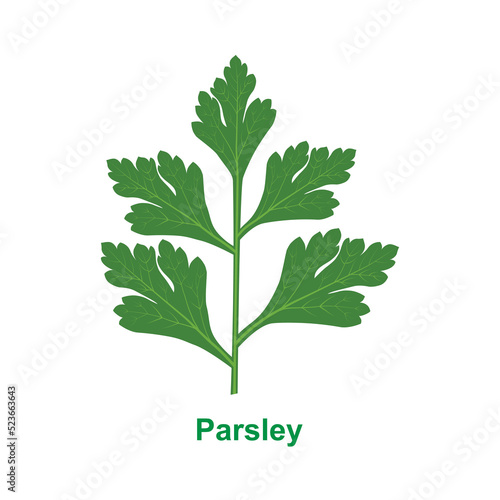 Parsley leaves on a white background