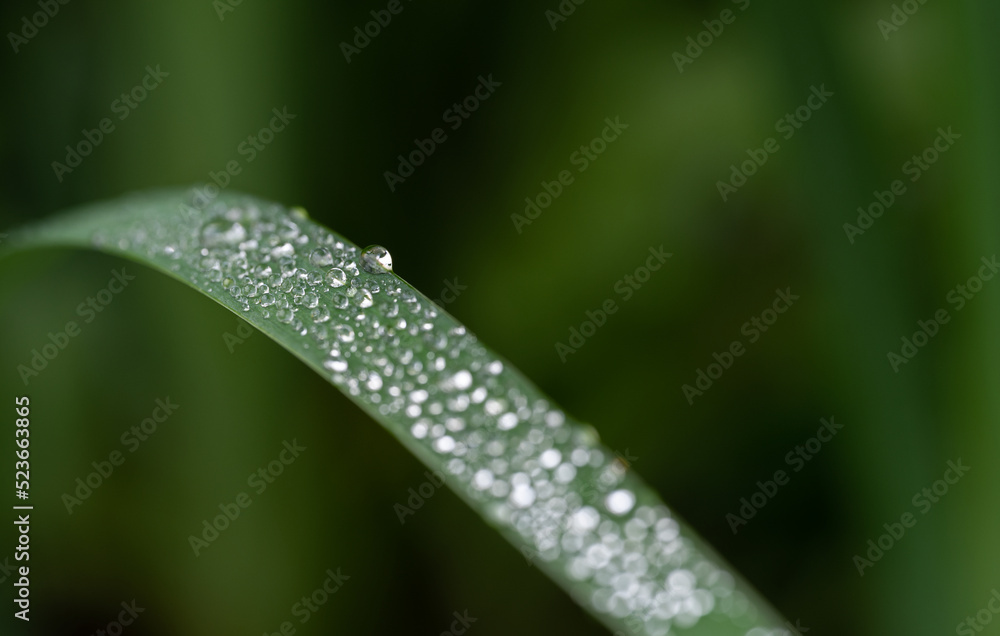 dew on grass dew on grass