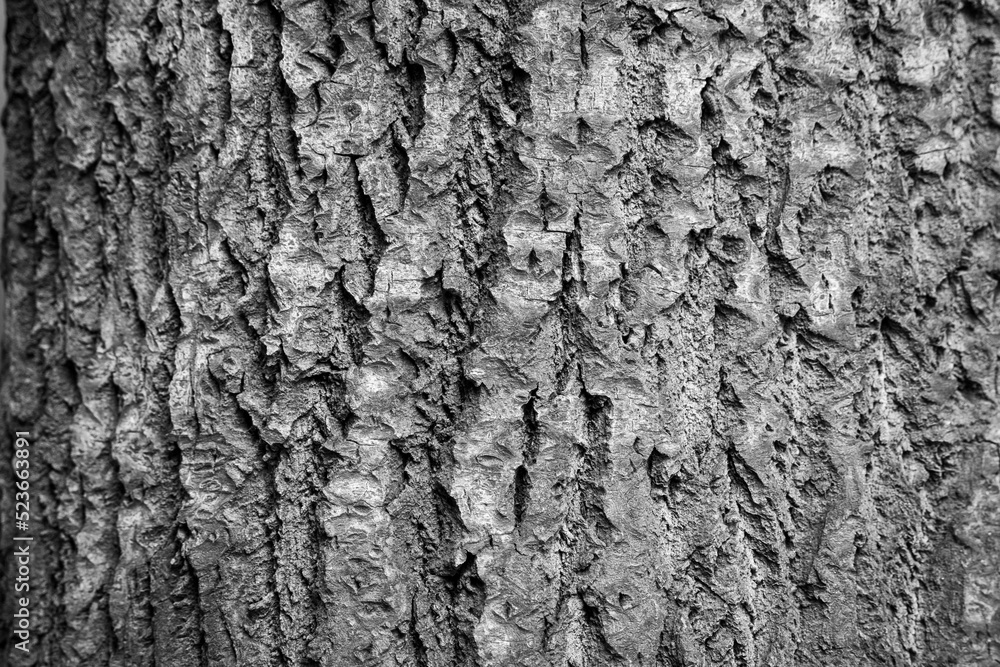 Texture shot of brown tree bark, filling the frame Texture shot of brown tree bark, filling the frame