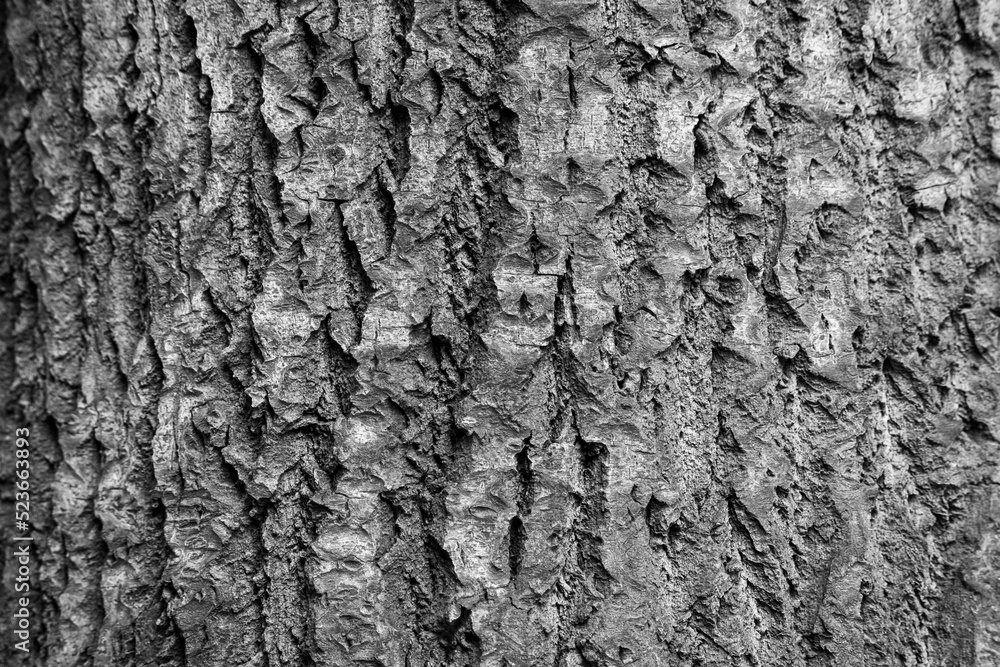 Texture shot of brown tree bark, filling the frame Texture shot of brown tree bark, filling the frame
