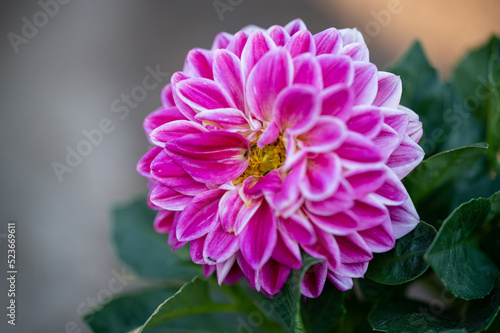 pink dahlia flower