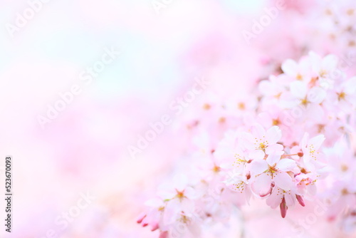 Spring, Cherry blossom, Cherry blossoms