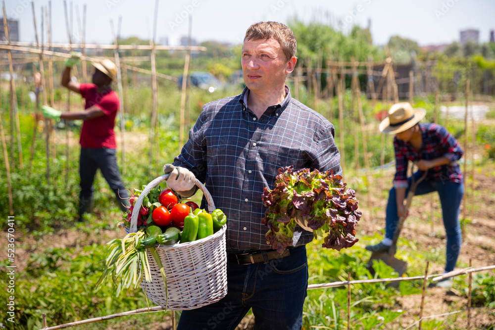 Fototapeta premium Mature man gardener holding basket with harvest of fresh vegetables in rural