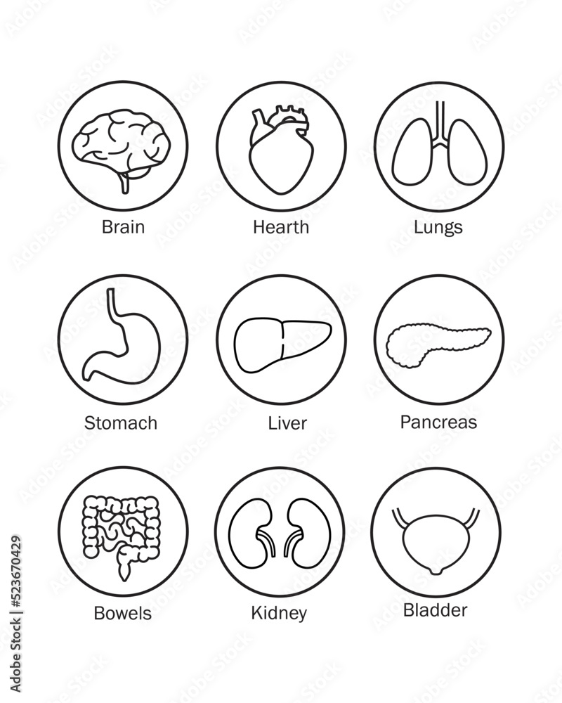 set of human organs basic lines