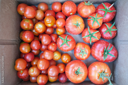 Tomatoes are harvested in the garden. Beautiful image of nature.