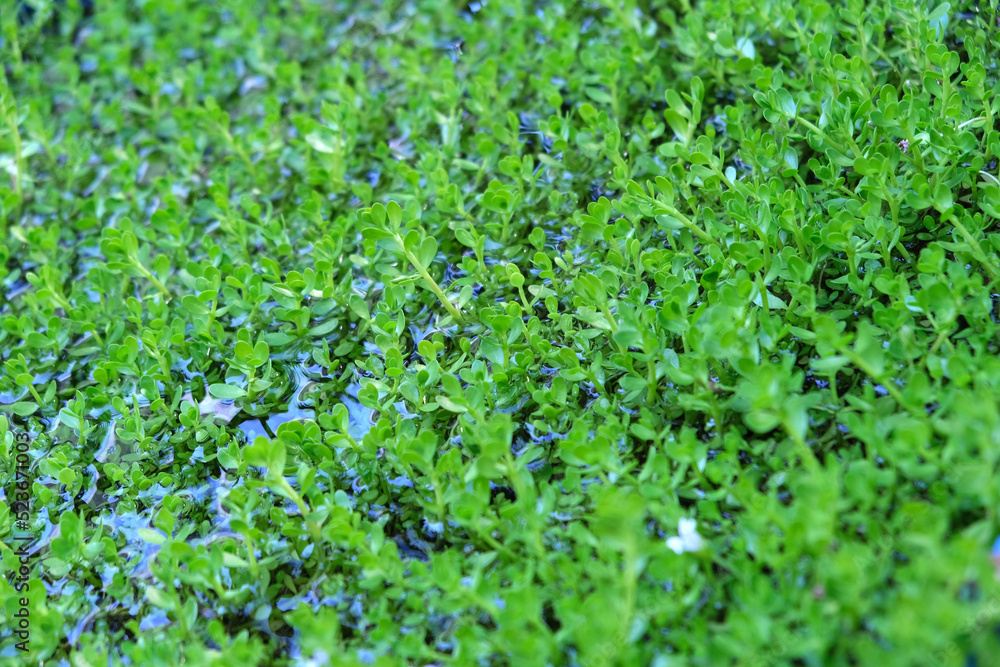 Bacopa. Herb in the garden. Beautiful images nature