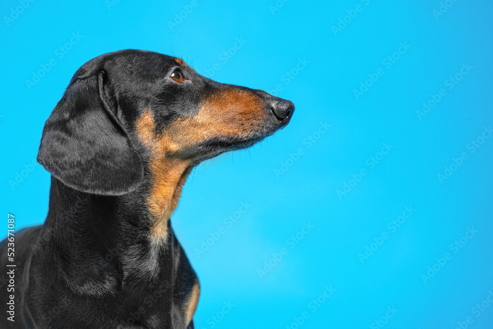 Portrait of adorable dachshund dog on blue background, side view, copy space. Lovely pet with a devoted and intelligent look obediently looks up. Veterinary advertising.
