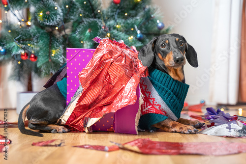 Dog opened all present under tree on Christmas Eve, sits next to wrappers with displeased muzzle. Impatient dachshund did not wait for arrival of guests and congratulations and opened all gift boxes. 
