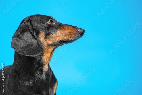 Portrait of adorable dachshund dog on blue background, side view, copy space. Lovely pet with a devoted and intelligent look obediently looks up. Veterinary advertising. © Masarik