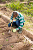 Portrait of African American amateur gardener taking care of vegetables in kitchen garden on spring day, weeding with hoe