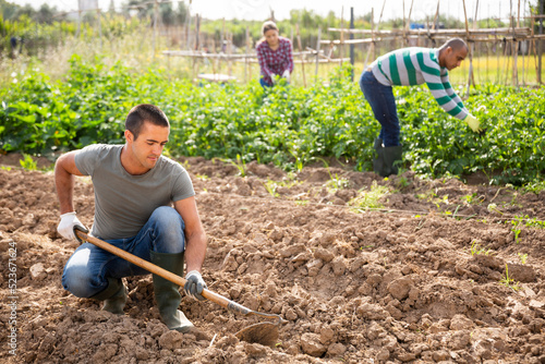 Young farmer cultivates garden beds with hoe photo