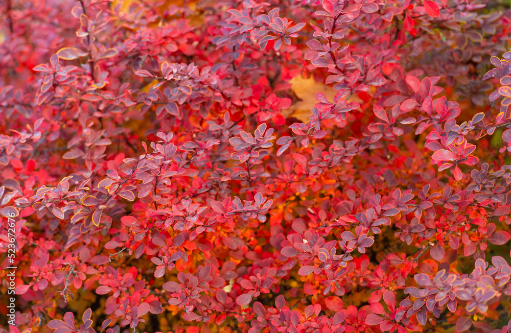 red autumn leaf nature background of barberry red autumn leaf nature background of barberry