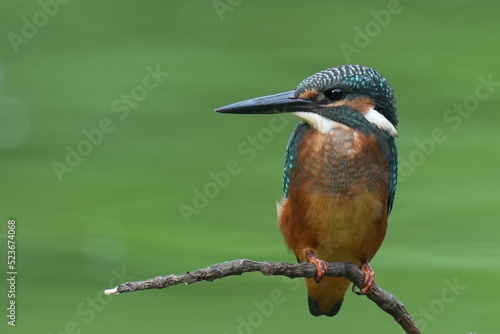 kingfisher in a pond © Matthewadobe