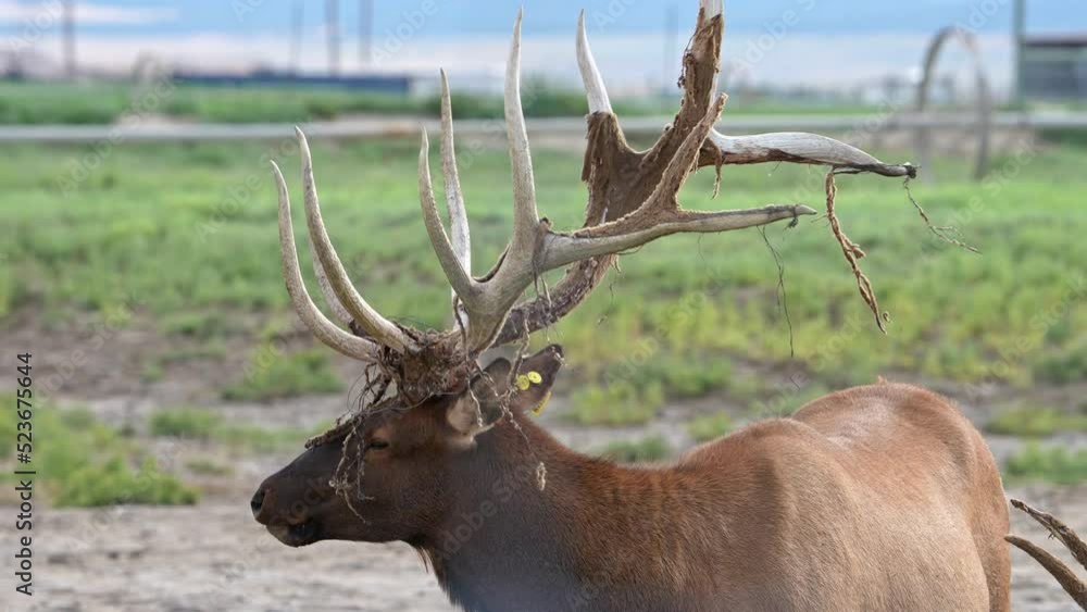 Bull Elk with velvet shredded on antlers and wire wrapped around them on an Elk Ranch. Bull Elk with velvet shredded on antlers and wire wrapped around them on an Elk Ranch.
