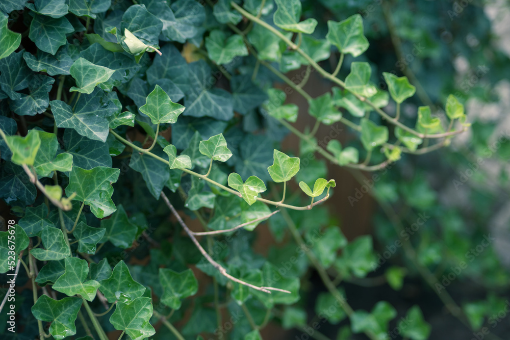 Green ivy on the vine Green ivy on the vine