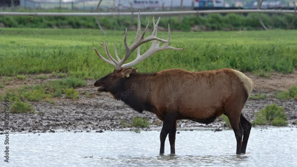 Bull Elk with large antlers standing in a pond at an Elk Ranch. Bull Elk with large antlers standing in a pond at an Elk Ranch.