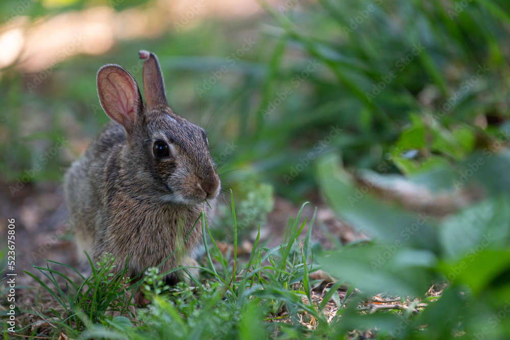 rabbit in the grass rabbit in the grass