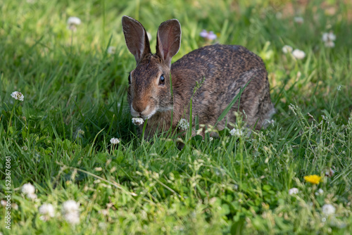 rabbit in the grass © Irene