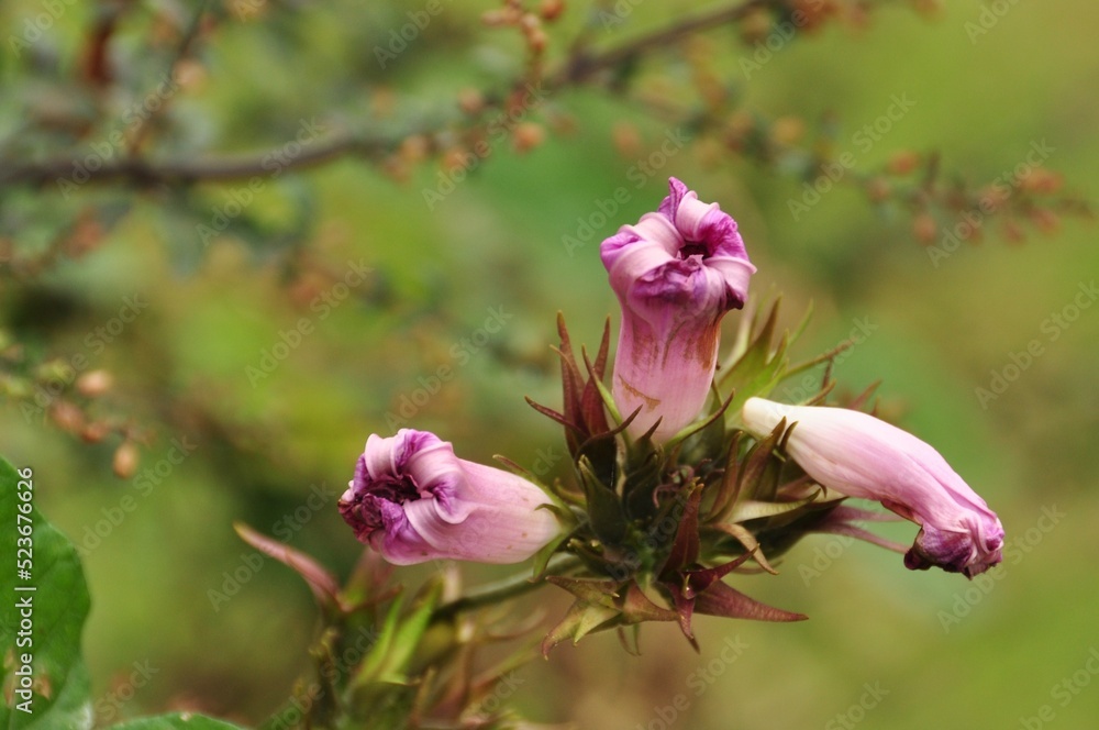 Obraz premium Pink flower in the garden