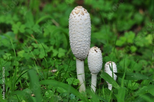 White Mushroom in Grass