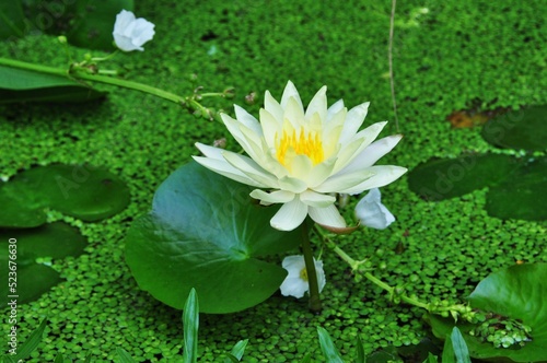 white water lily