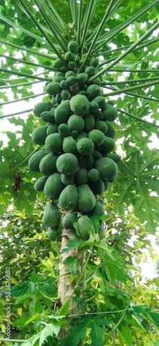 green tree