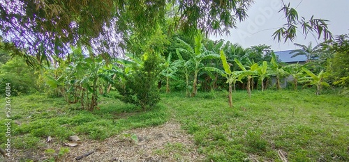 rice fields