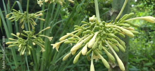 close up of a grass