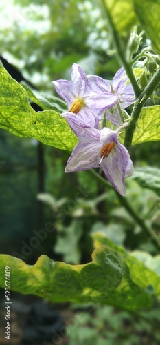 purple iris flower
