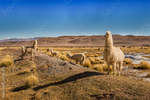 Llamas in Salta, Argentina photo