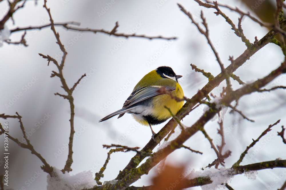 Yellow wild tit bird perching on tree branch on cold winter day Yellow wild tit bird perching on tree branch on cold winter day