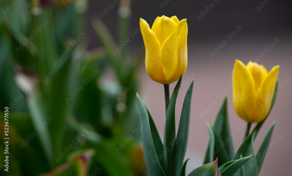 yellow tulips yellow tulips