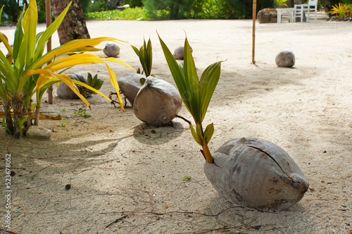 Foto Coconuts sprouting into palms at a sandy beach resort in Rarotonga
