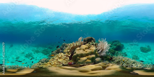 Reef Coral Scene. Tropical underwater sea fish. Hard and soft corals  underwater landscape. Philippines. Virtual Reality 360.