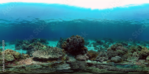 Fototapeta Naklejka Na Ścianę i Meble -  Coral Reef Fish Scene. Tropical underwater sea fish. Colourful tropical coral reef. Philippines. 360 panorama VR