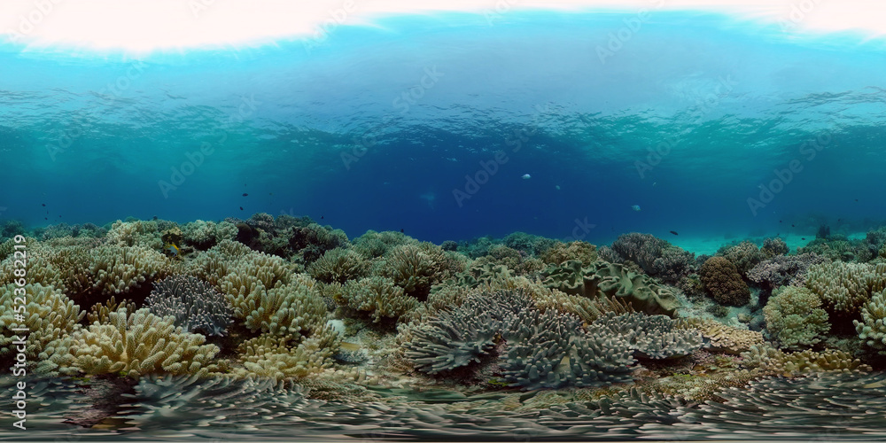 Sealife, Diving near a coral reef. Beautiful colorful tropical fish on the lively coral reefs underwater. Philippines. 360 panorama VR