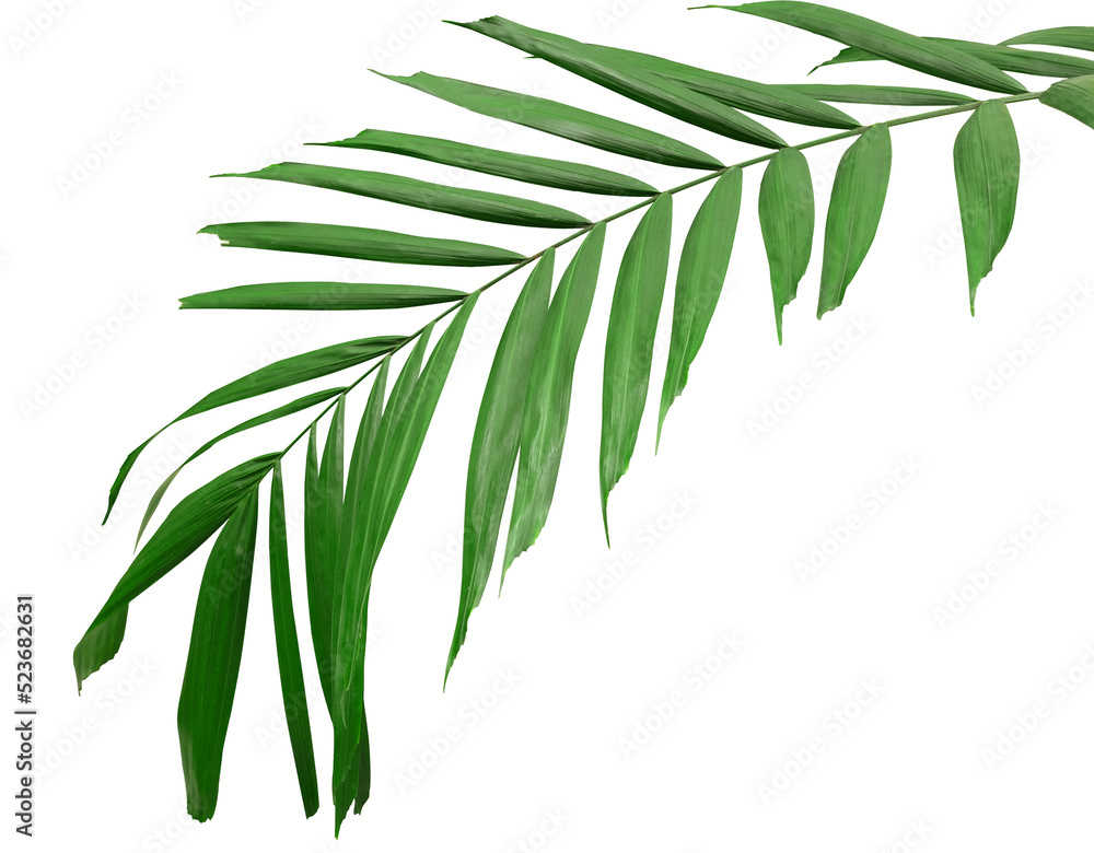 Fototapeta premium Palm green leaf branch. Tropical green leaves concept