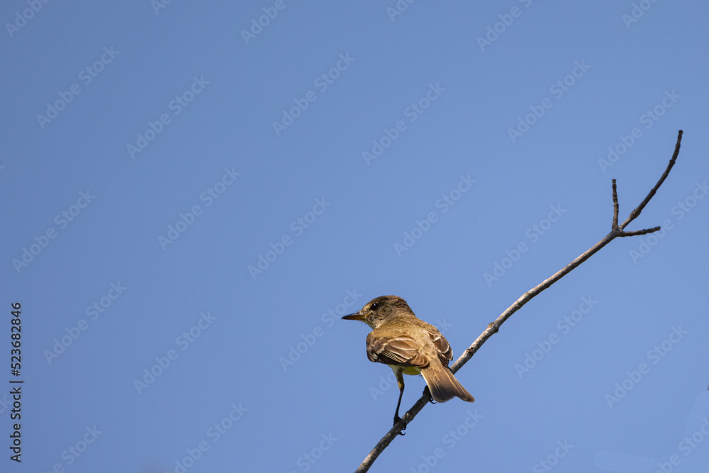 gray bellied shrike tyrant Bird Perched On A Tree Branch Isolated In Blue Sky Background, Tail Side Portrait gray bellied shrike tyrant Bird Perched On A Tree Branch Isolated In Blue Sky Background, Tail Side Portrait