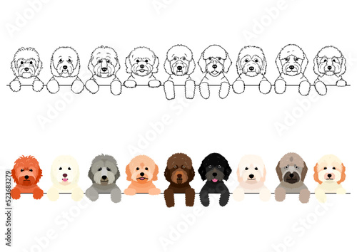 colorful goldendoodles peeking border