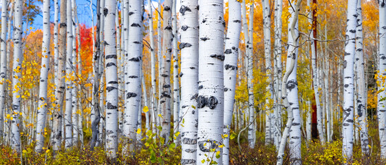 Fotobehang Berkenbos Espenbos in herfstkleuren in Utah  © SNEHIT PHOTO